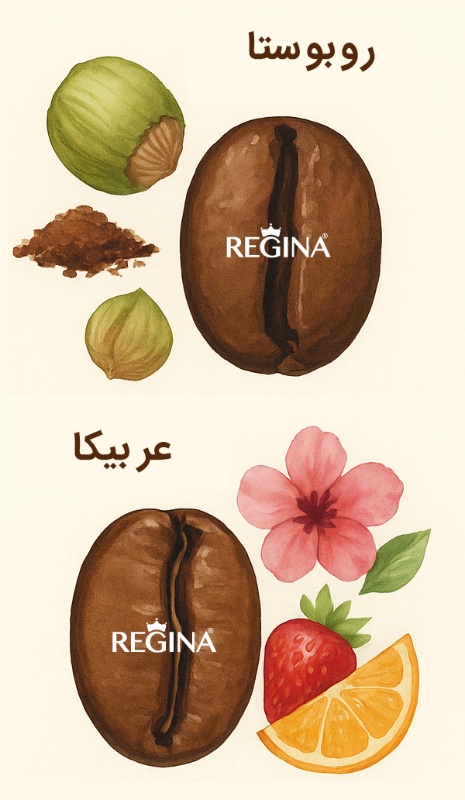 فرق قهوه عربیکا و روبوستا
